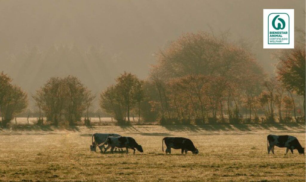 Imatge de vaques pasturant al camp, amb el logo del Certificado Welfair de Bienestar Animal.