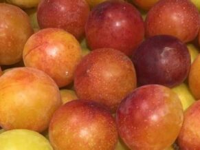 Pruna Mirabolant - 10 unitats - 500 g