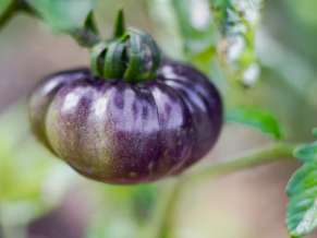 Tomate azul - 4 unidades - 400 g