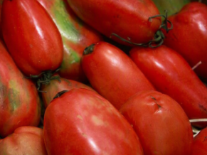 Tomaquets pebrots.