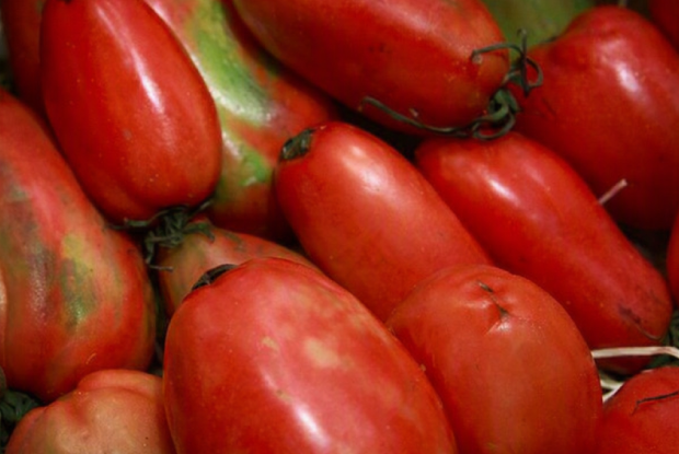 Tomaquets pebrots.